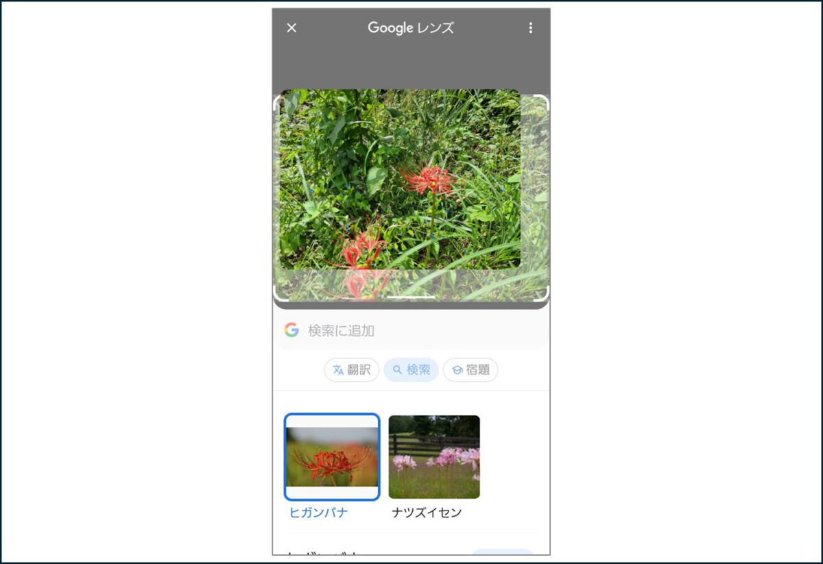 赤い花をGoogleレンズで検索　ヒガンバナと結果を表示