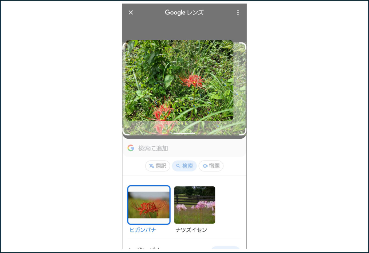 Googleレンズ
花の写真
検索結果　彼岸花　ナツズイセン